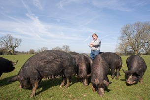 Cowshill Farm Pigs